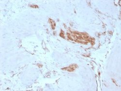 Alpha Fodrin Mouse anti-Human, Clone: SPTAN1/3351, Novus Biologicals:Antibodies:Primary