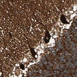 Alpha Fodrin Antibody, Novus Biologicals 25 &mu;L; Unconjugated:Antibodies,