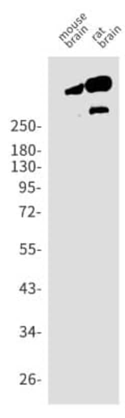 Alpha Fodrin Antibody (S08-7C6), Novus Biologicals 100 &mu;g; Unconjugated:Antibodies,