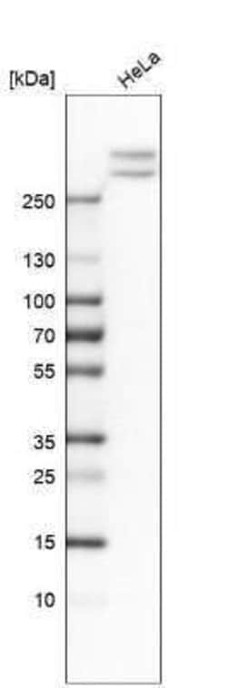 Alpha Fodrin Antibody, Novus Biologicals 25 &mu;L; Unconjugated:Antibodies,