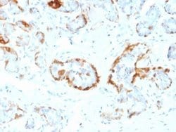 AlphaB Crystallin/CRYAB Antibody (CPTC-CRYAB-1) - Azide and BSA Free, Novus