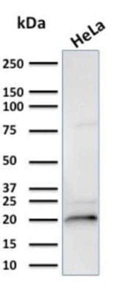 AlphaB Crystallin/CRYAB Antibody (CPTC-CRYAB-1) - Azide and BSA Free, Novus
