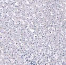 AlphaB Crystallin/CRYAB Antibody (CL10765), Novus Biologicals 25 &mu;g;