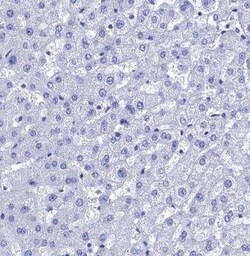 AlphaB Crystallin/CRYAB Antibody, Novus Biologicals 0.1 mL, Unconjugated:Antibodies,