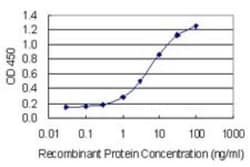 Aly Antibody (2G8), Novus Biologicals 0.1 mg | Buy Online | Novus Biologicals | Fisher Scientific