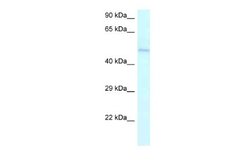 Ameloblastin Antibody, Novus Biologicals 100 &mu;L | Buy Online | Novus Biologicals | Fisher Scientific
