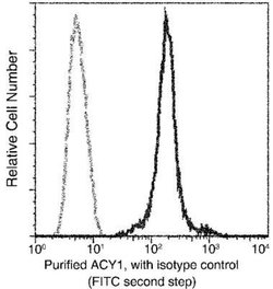 Aminoacylase/ACY1 Rabbit anti-Human, Clone: 6, Novus Biologicals:Antibodies:Primary