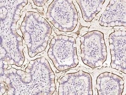 Aminopeptidase A/ENPEP Antibody, Novus Biologicals:Antibodies:Primary Antibodies