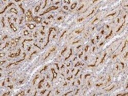 Aminopeptidase A/ENPEP Antibody, Novus Biologicals 50 &mu;g, Unconjugated:Antibodies,