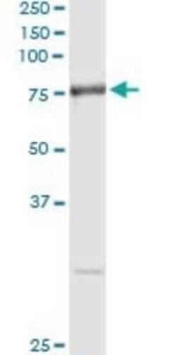 Aminopeptidase B/RNPEP Antibody (4E1), Novus Biologicals 0.1 mg | Buy Online | Novus Biologicals | Fisher Scientific