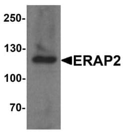Aminopeptidase LRAP/ERAP2 Antibody - BSA Free, Novus Biologicals 0.1 mg;