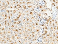 Aminopeptidase N/CD13 Rabbit anti-Mouse, Clone: 101, Novus Biologicals