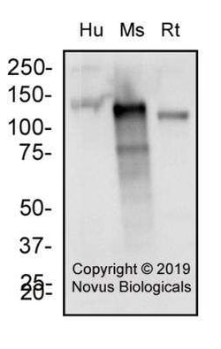 Aminopeptidase N/CD13 Antibody - BSA Free, Novus Biologicals:Antibodies:Primary