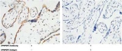 Aminopeptidase P2/XPNPEP2 Antibody, Novus Biologicals 50 &mu;g; Unconjugated:Antibodies,