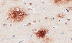 APP Antibody (6E10) - Chimeric - Azide and BSA Free, Novus Biologicals