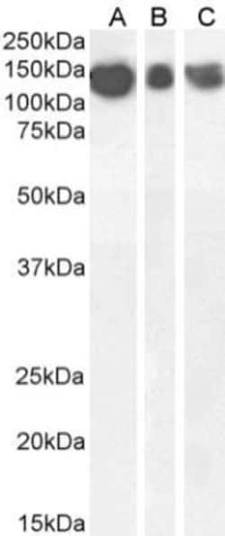 APP Antibody (6E10) - Chimeric - Azide and BSA Free, Novus Biologicals