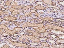 Ancient ubiquitous protein 1 Antibody, Novus Biologicals 100 &mu;g; Unconjugated:Antibodies,