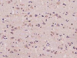 Ancient ubiquitous protein 1 Antibody, Novus Biologicals 100 &mu;g; Unconjugated:Antibodies,