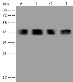 Ancient ubiquitous protein 1 Antibody, Novus Biologicals 100 &mu;g; Unconjugated:Antibodies,