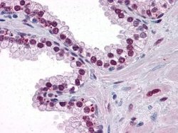 Androgen R/NR3C4 Antibody (2H8) - Azide and BSA Free, Novus Biologicals