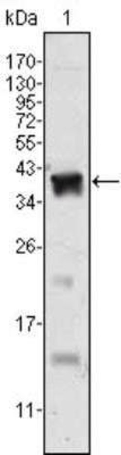 Androgen R/NR3C4 Antibody (2H8) - Azide and BSA Free, Novus Biologicals