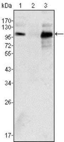Androgen R/NR3C4 Antibody (2H8) - Azide and BSA Free, Novus Biologicals