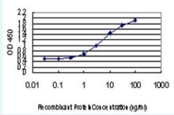 Angiopoietin-like Protein 7/ANGPTL7 Antibody (2C7), Novus Biologicals 100 &mu;g | Buy Online | Novus Biologicals | Fisher Scientific