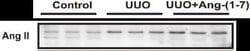 Angiotensin II/III Antibody (Ang II E7 (BGN/KA/4L)) - BSA Free, Novus Biologicals:Antibodies:Primary