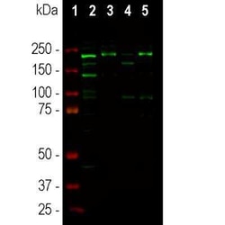 Ankyrin 3 Antibody, Novus Biologicals 50 &mu;g; Unconjugated:Antibodies,
