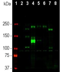Ankyrin 3 Antibody, Novus Biologicals:Antibodies:Primary Antibodies
