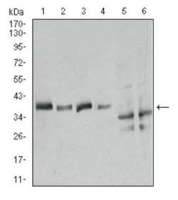 Annexin A1 Antibody (2F1) - Azide and BSA Free, Novus Biologicals 0.1 mL;