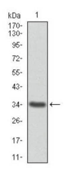 Annexin A1 Antibody (2F1) - Azide and BSA Free, Novus Biologicals 0.1 mL;