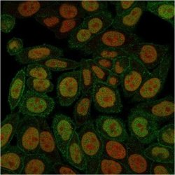 Annexin A1 Antibody (ANXA1/3566) - Azide and BSA Free, Novus Biologicals