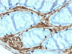 Annexin A1 Antibody (ANXA1/3566) - Azide and BSA Free, Novus Biologicals