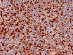 Annexin A1 Antibody (ANXA1/3566) - Azide and BSA Free, Novus Biologicals