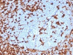 Annexin A1 Antibody (ANXA1/3869R) - Azide and BSA Free, Novus Biologicals