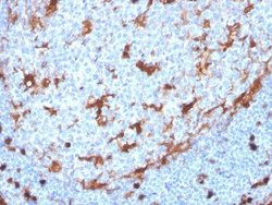 Annexin A1 Antibody (ANXA1/3869R) - Azide and BSA Free, Novus Biologicals