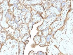 Annexin A1 Antibody (CPTC-ANXA1-1) - Azide and BSA Free, Novus Biologicals