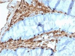 Annexin A1 Antibody (CPTC-ANXA1-1) - Azide and BSA Free, Novus Biologicals