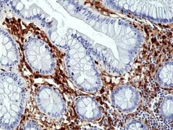 Annexin A1 Rabbit anti-Human, Clone: RM424, Novus Biologicals:Antibodies:Primary