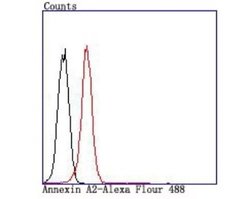 AnnexinA2 Rabbit anti-Human, Clone: JA42-30, Novus Biologicals 100&mu;L:Antibodies,