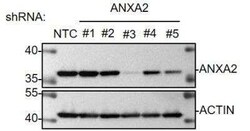 Annexin A2 Antibody (1G7), Novus Biologicals 0.1 mg | Buy Online | Novus Biologicals | Fisher Scientific