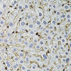 Annexin A2 Antibody - BSA Free, Novus Biologicals:Antibodies:Primary Antibodies