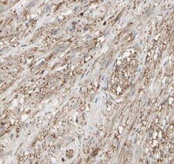 Annexin A6 Antibody, Novus Biologicals 25 &mu;L; Unconjugated:Antibodies,