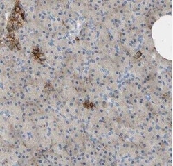 Annexin A6 Antibody, Novus Biologicals 25 &mu;L; Unconjugated:Antibodies,