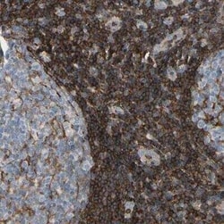 Annexin A6 Antibody, Novus Biologicals 25 &mu;L; Unconjugated:Antibodies,