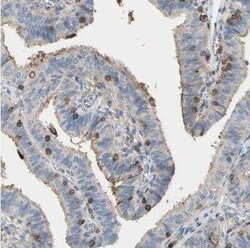 Annexin A6 Antibody, Novus Biologicals 25 &mu;L; Unconjugated:Antibodies,