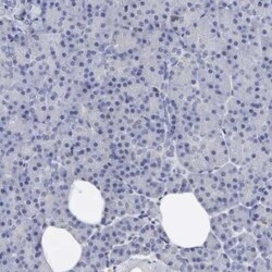 Annexin A6 Antibody, Novus Biologicals 25 &mu;L; Unconjugated:Antibodies,
