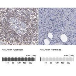Annexin A6 Antibody, Novus Biologicals 25 &mu;L; Unconjugated:Antibodies,