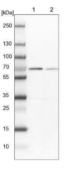 Annexin A6 Antibody, Novus Biologicals 25 &mu;L; Unconjugated:Antibodies,
